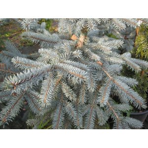Smrek pichľavý (Picea Pungens) ´ERICH FRAHM´ - výška: 40-50 cm, kont. C7.5L